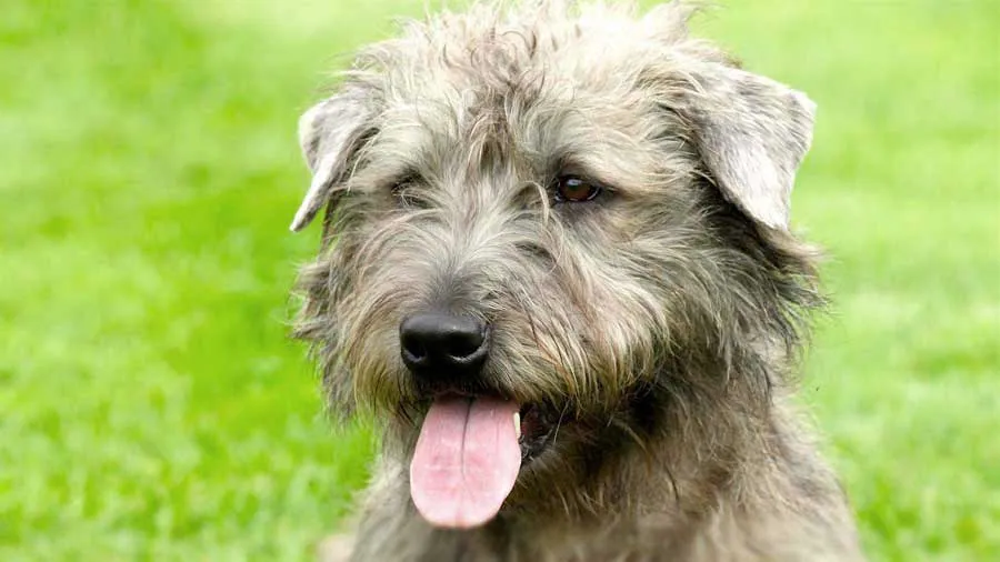 Glen of Imaal Terrier